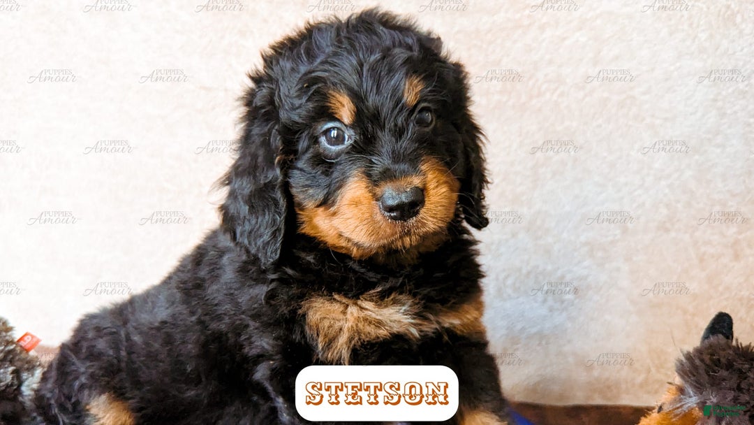 Bernedoodle dogs for sale: Stetson - Image 10