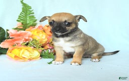 Chihuahua dogs for sale: Sage - Image 1