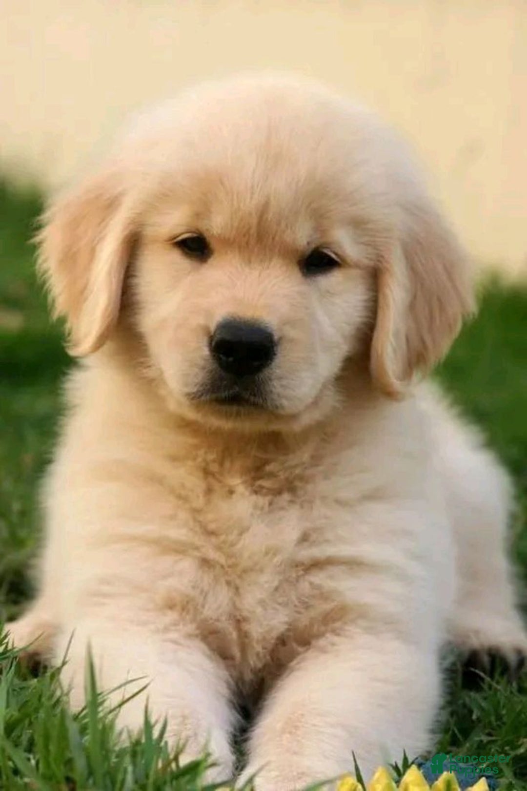 Golden Retriever dogs for sale: Finn - Image 1