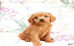 Cavapoo dogs for sale: Sally - Image 1