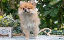 Pomeranian dogs for sale: Rosie - Image 5