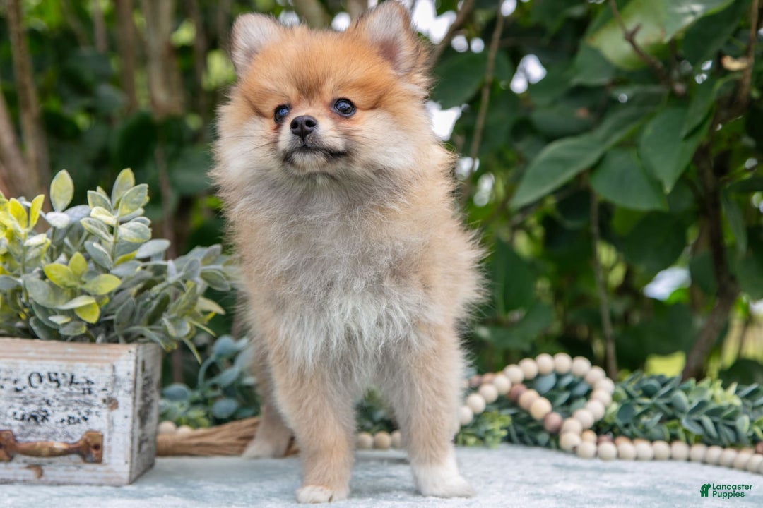 Pomeranian dogs for sale: Rosie - Image 5