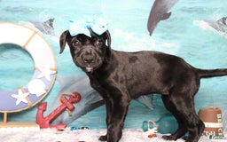 Labrador Retriever dogs for sale: Onyx - Image 9