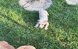 American Pit Bull Terrier dogs for sale: Peanut - Image 27