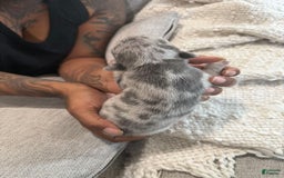 French Bulldog dogs for sale: Hero - Image 8