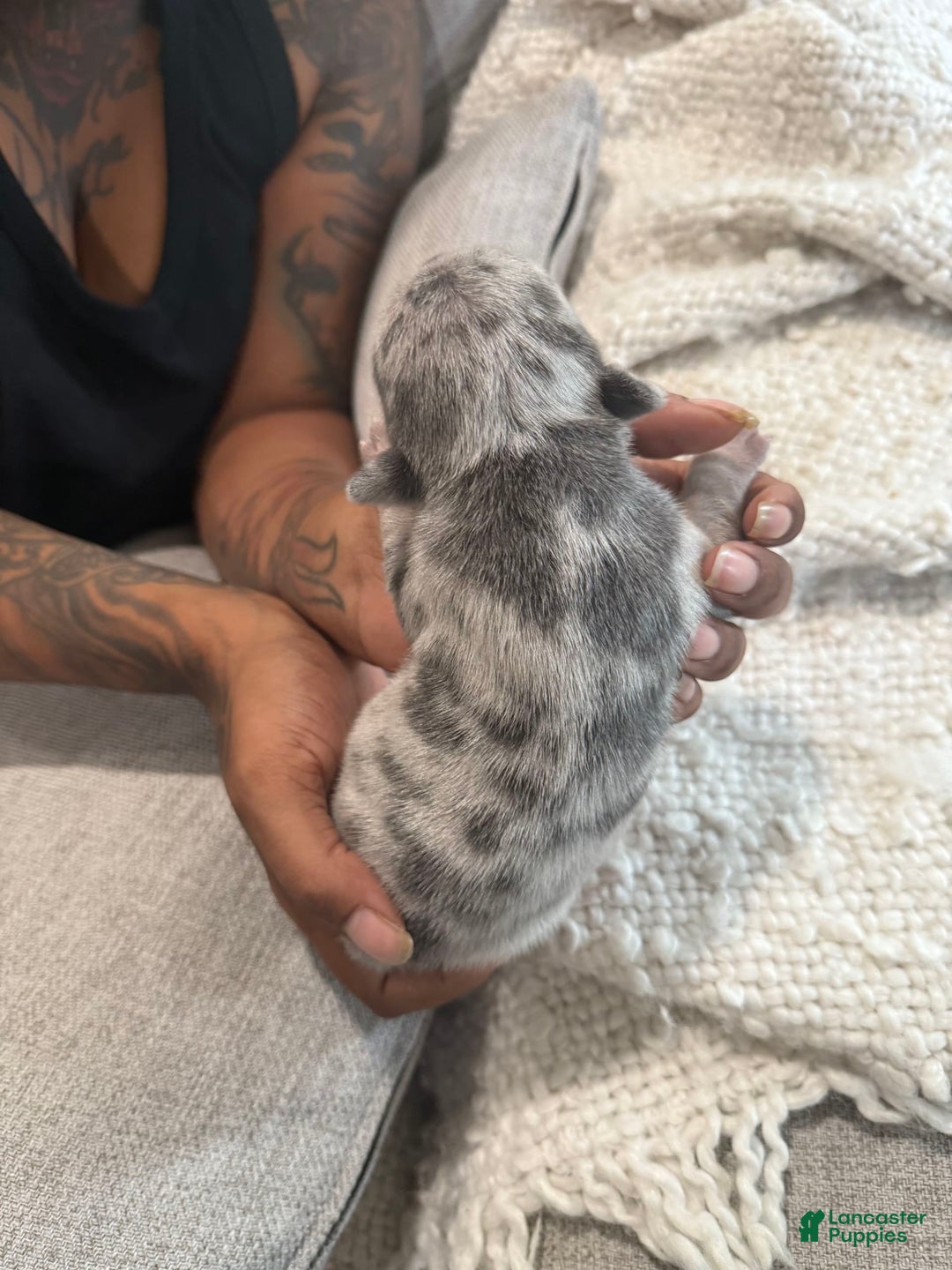 French Bulldog dogs for sale: Hero - Image 8