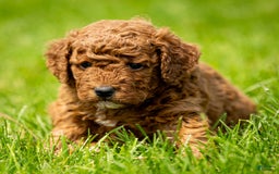Miniature Poodle dogs for sale: Beau - Image 15