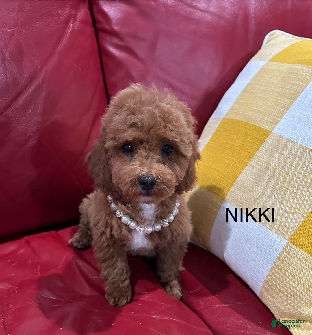 Maltipoo dogs for sale: Nikki - Image 1