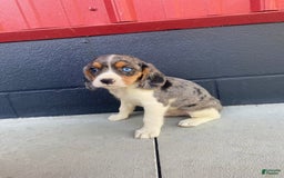 Beaglier dogs for sale: Apollo - Image 2
