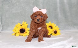 Miniature Poodle dogs for sale: Violet - Image 3