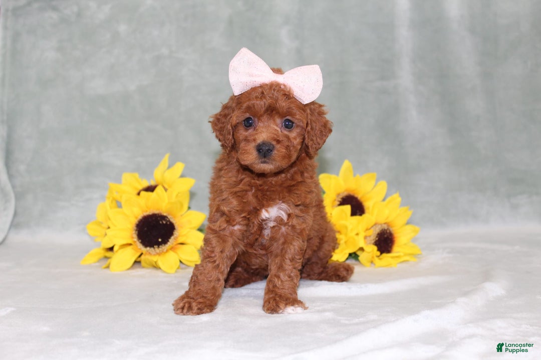 Miniature Poodle dogs for sale: Violet - Image 3