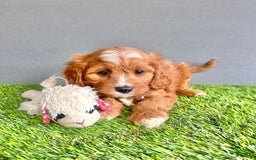 Cavapoo dogs for sale: Charlie - Image 4