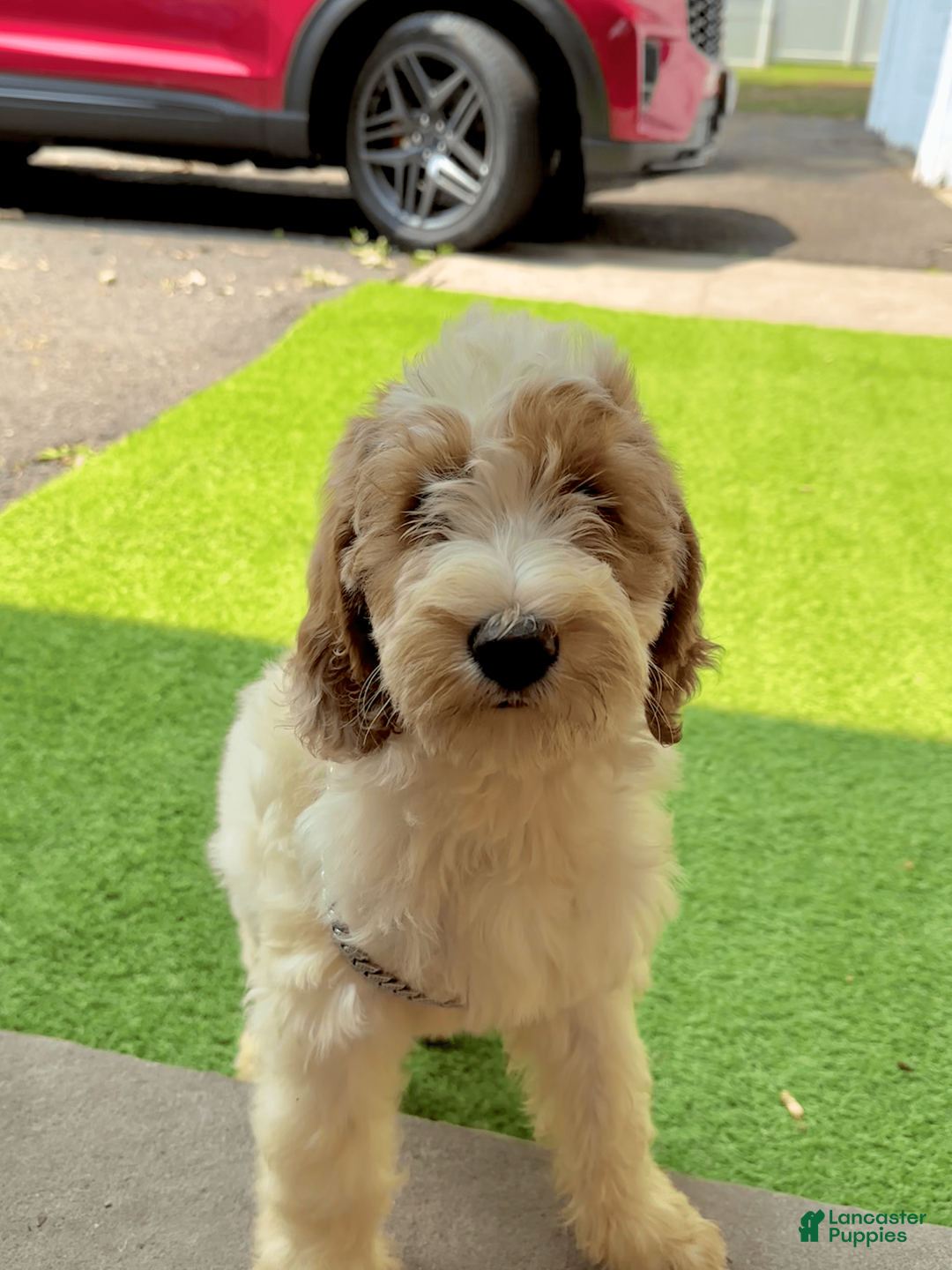 Goldendoodle dogs for sale: Nala - Image 1