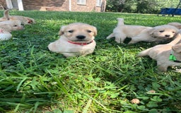 Golden Retriever dogs for sale: Red - Image 2