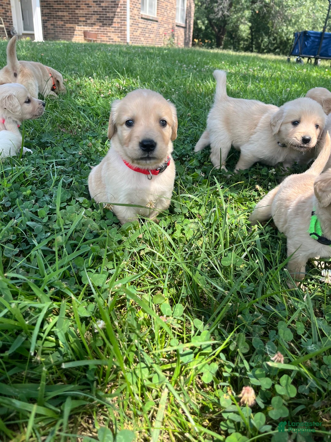 Golden Retriever dogs for sale: Red - Image 2