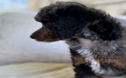 Standard Poodle dogs for sale: Adam - Image 4