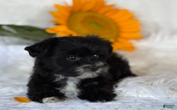 Morkie dogs for sale: LAKOTA - Image 4