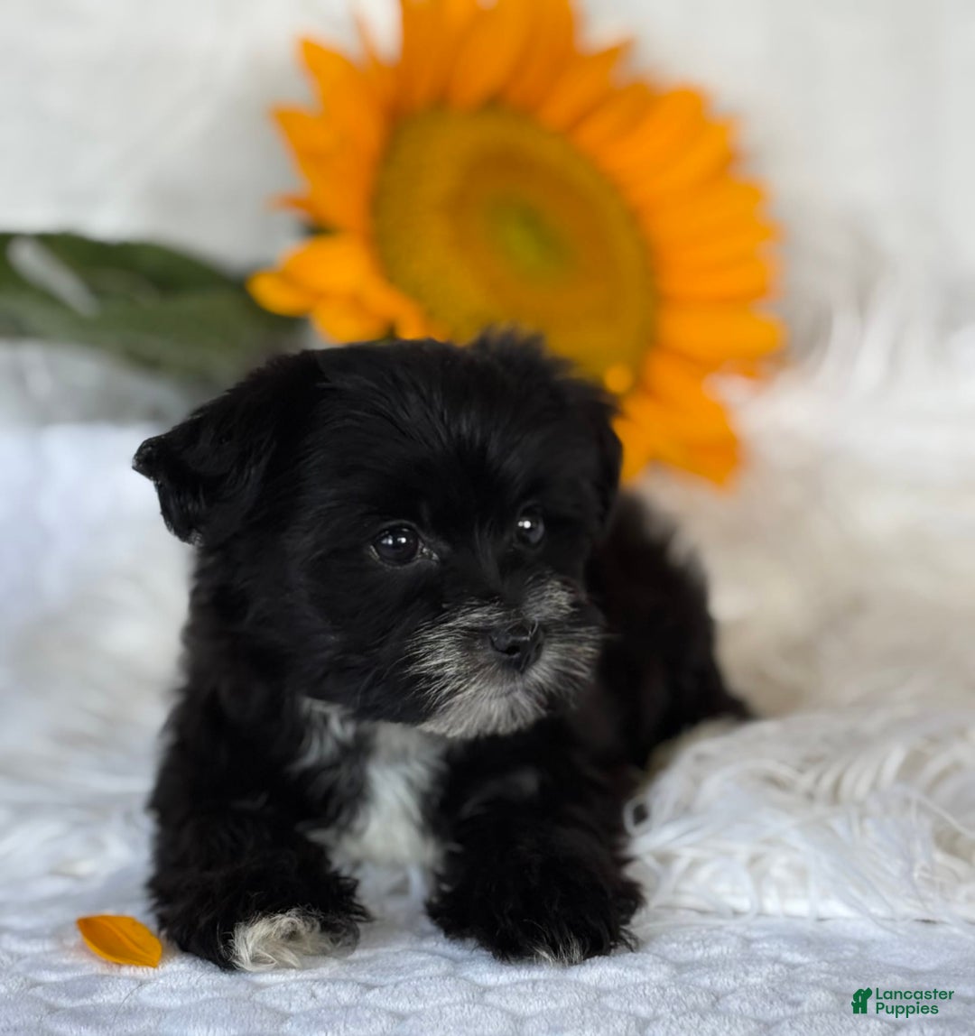 Morkie dogs for sale: LAKOTA - Image 4