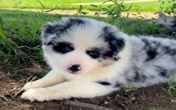 Shiba Inu dogs for sale: Benji - Image 6