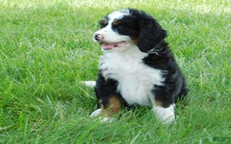 Mini Bernedoodle dogs for sale: Kody - Image 4