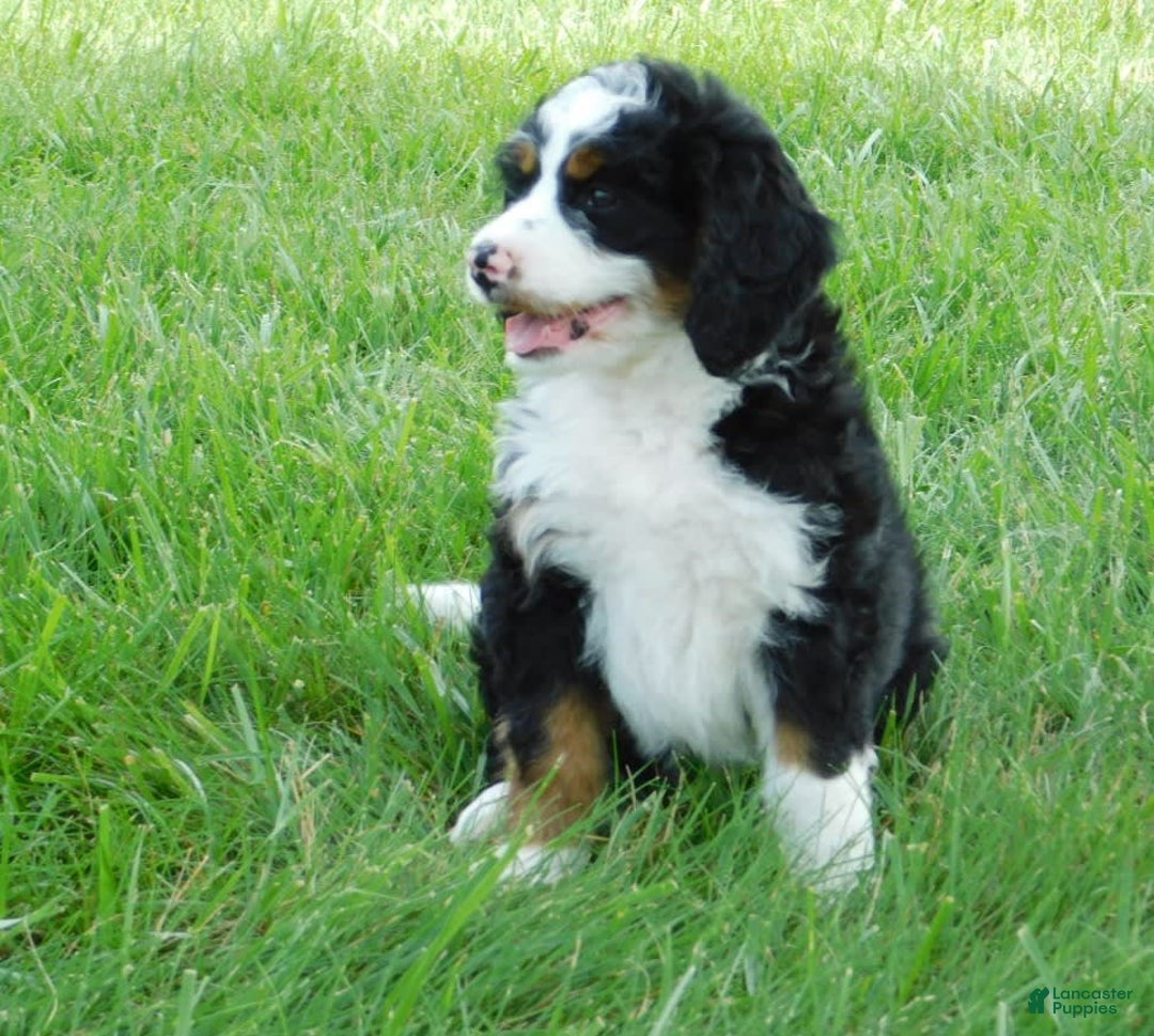 Mini Bernedoodle dogs for sale: Kody - Image 4