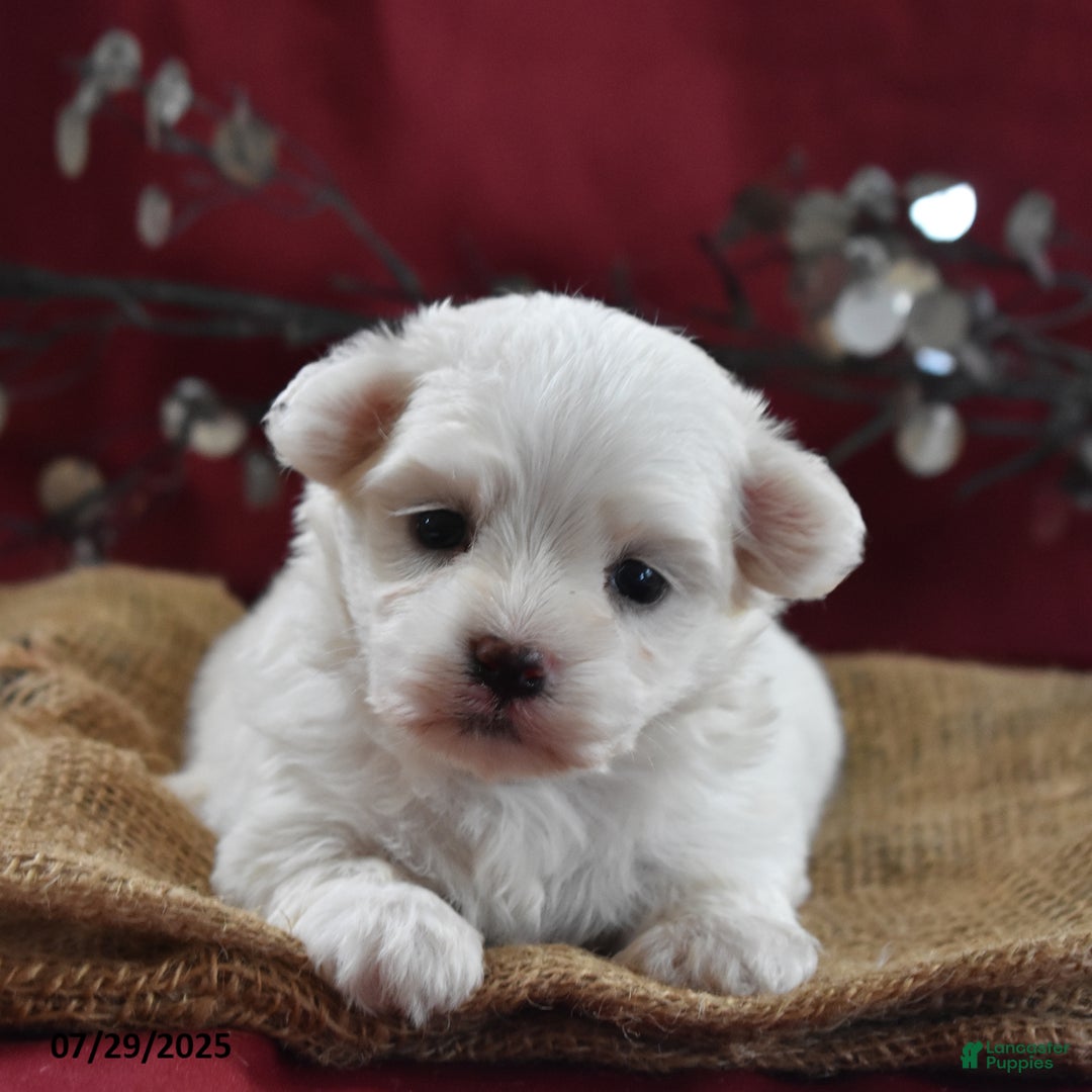Maltese dogs for sale: Brent - Image 4