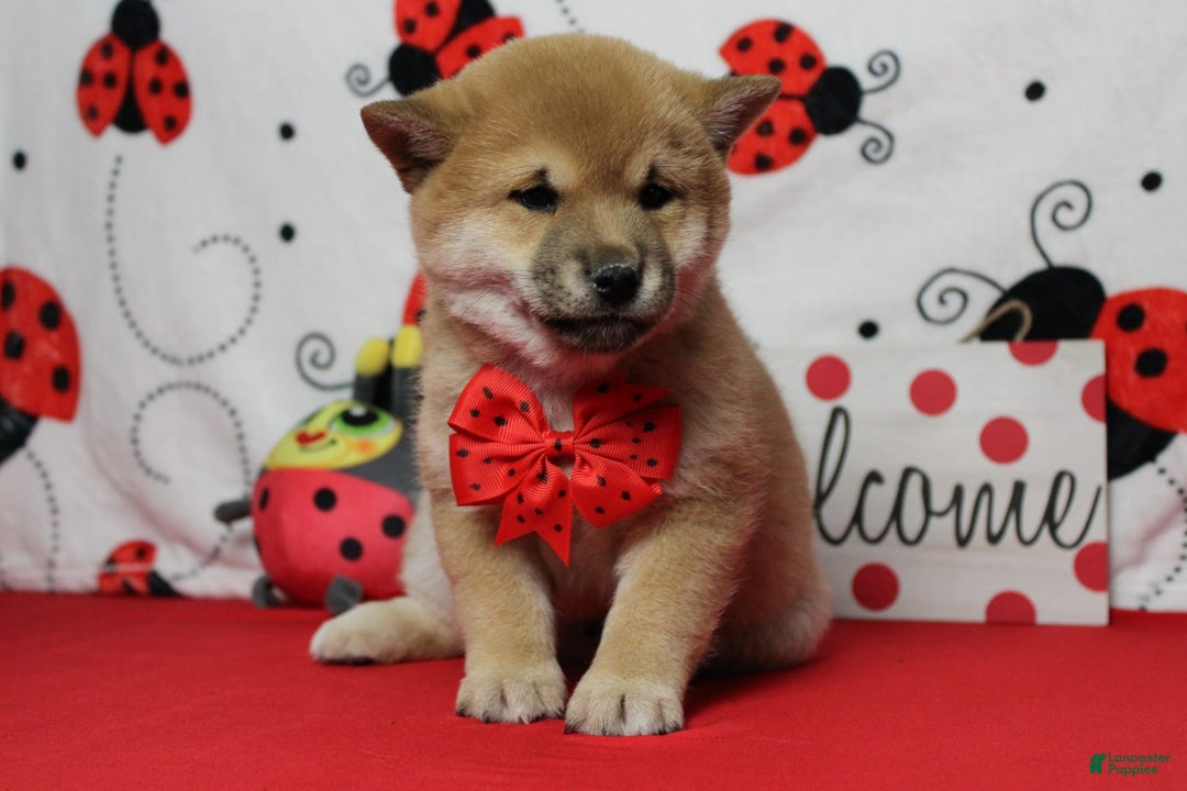 Shiba Inu dogs for sale: Larry - Image 34
