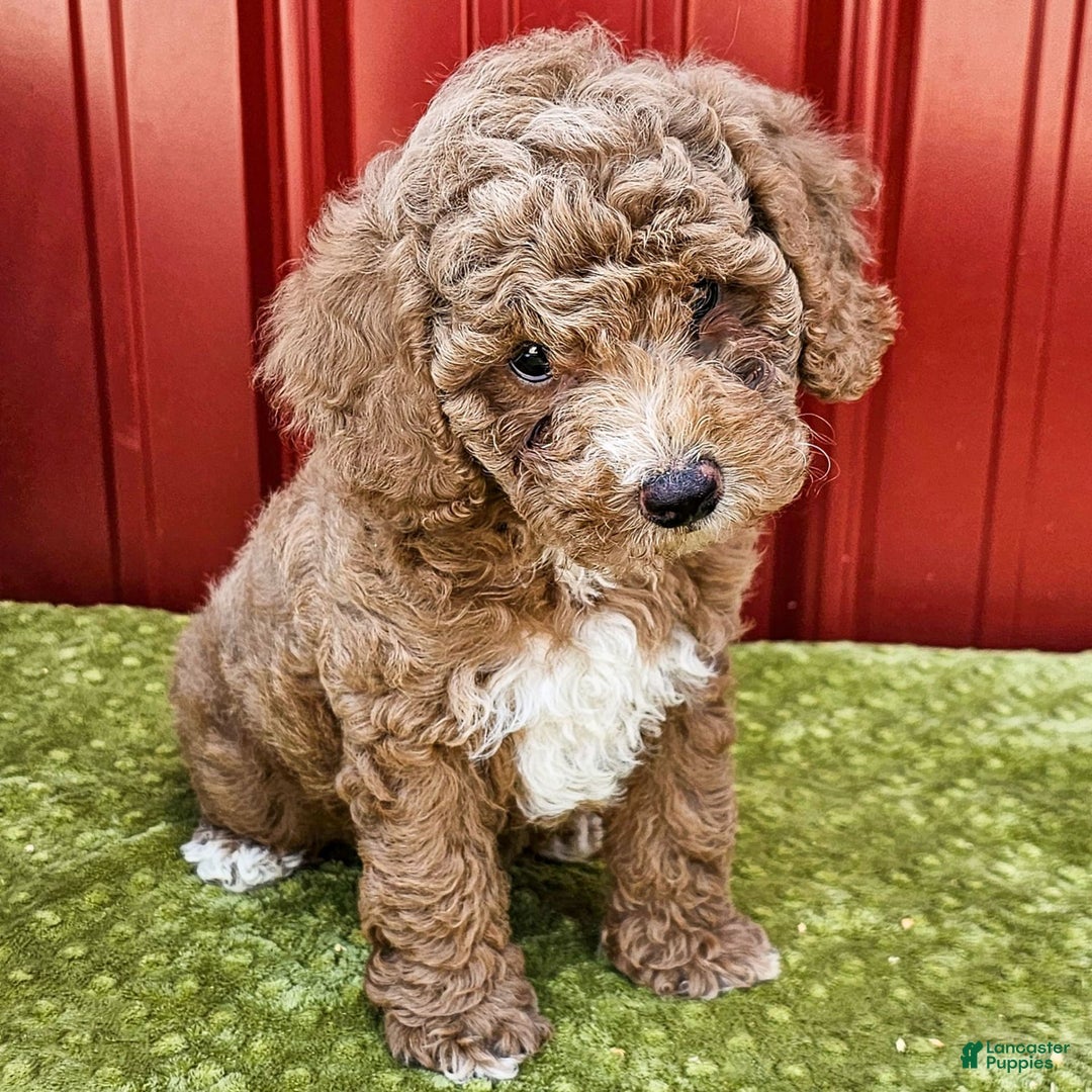 Miniature Poodle dogs for sale: Bobby - Image 3