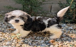Lhasa Apso dogs for sale: Kodiak - Image 7