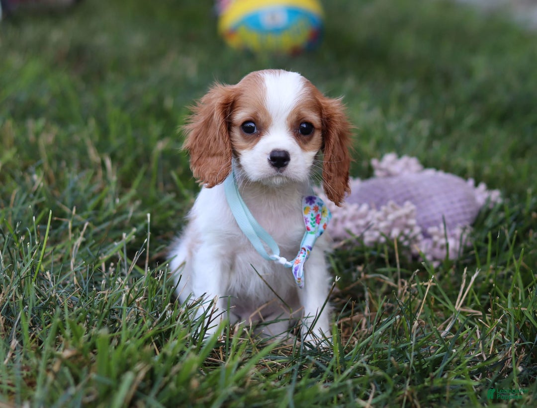 Cavalier King Charles Spaniel dogs for sale: Cody - Image 5