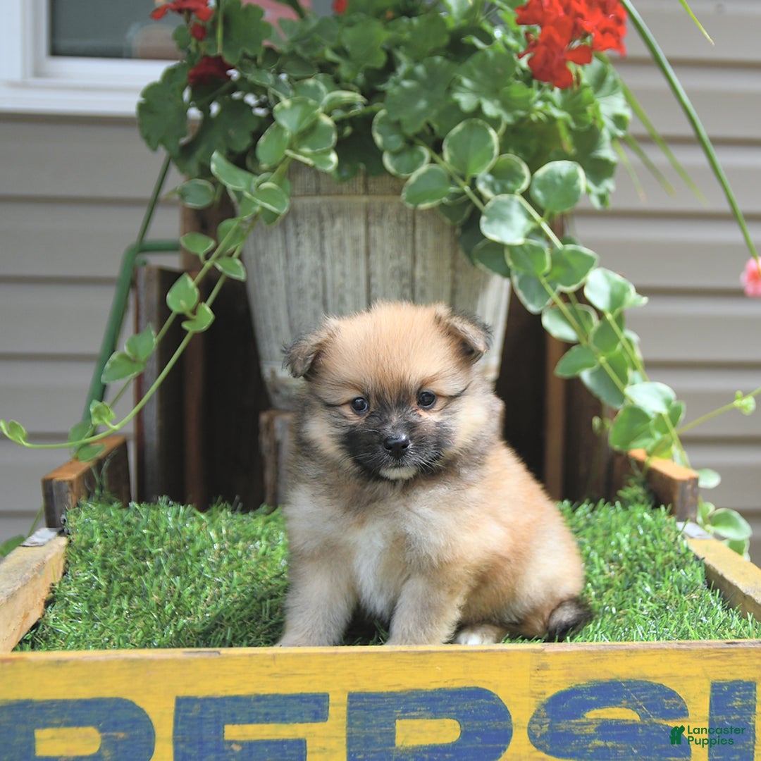 Pomeranian dogs for sale: Abe - Image 8