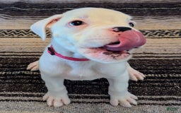 Boxer dogs for sale: Piggy - Image 2