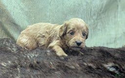 Cavapoo dogs for sale: Rex - Image 12
