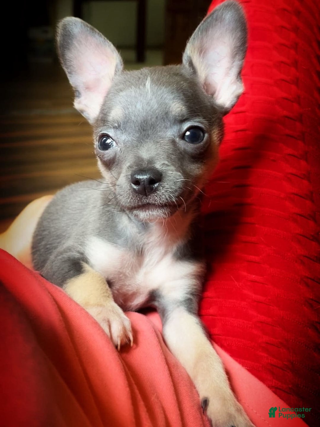 Chihuahua dogs for sale: Sweet Star - Image 3