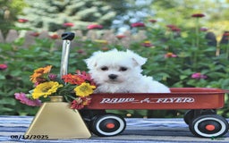 Maltese dogs for sale: Bert Extra Small - Image 5