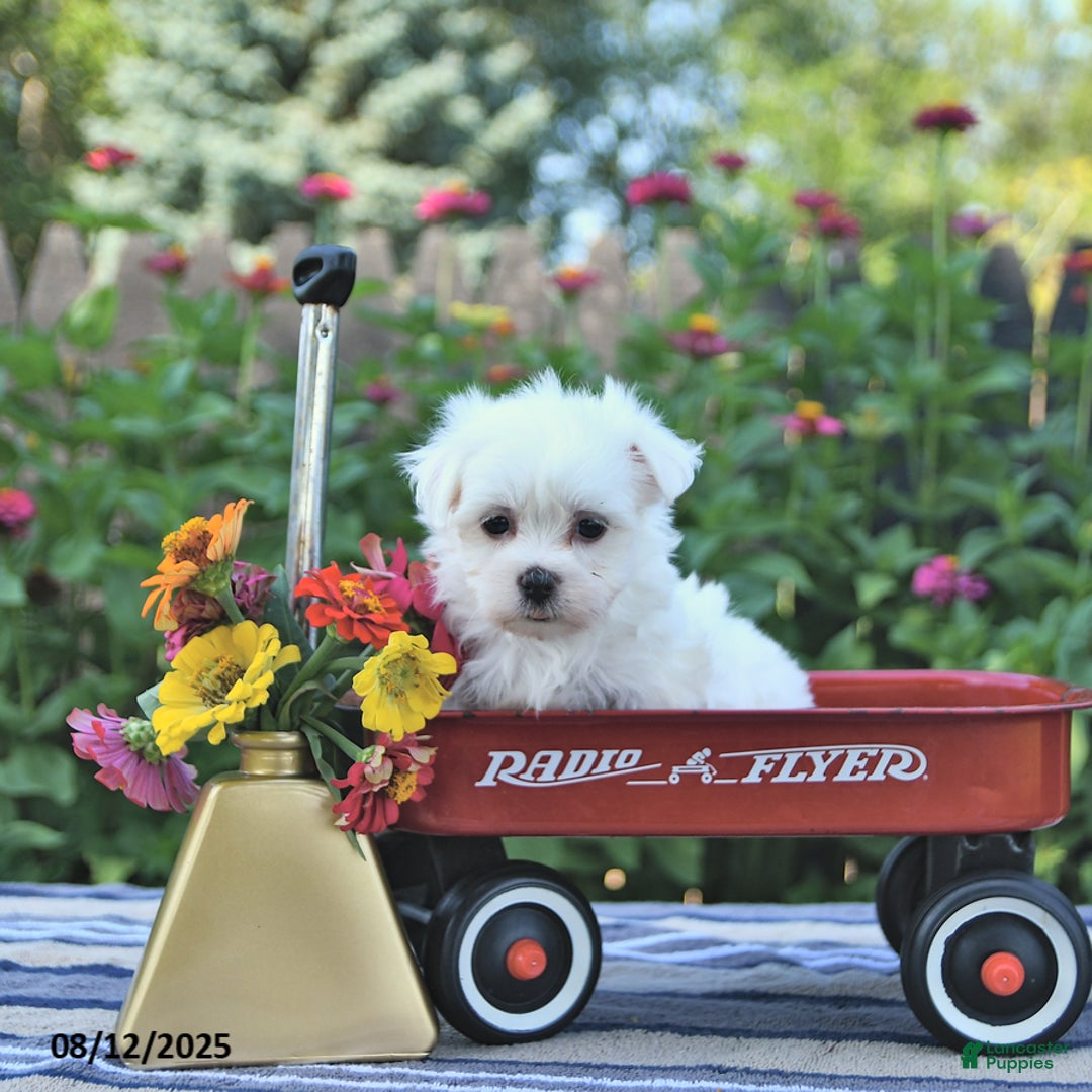 Maltese dogs for sale: Bert Extra Small - Image 5