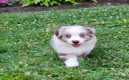 Miniature Australian Shepherd dogs for sale: Oakley - Image 7