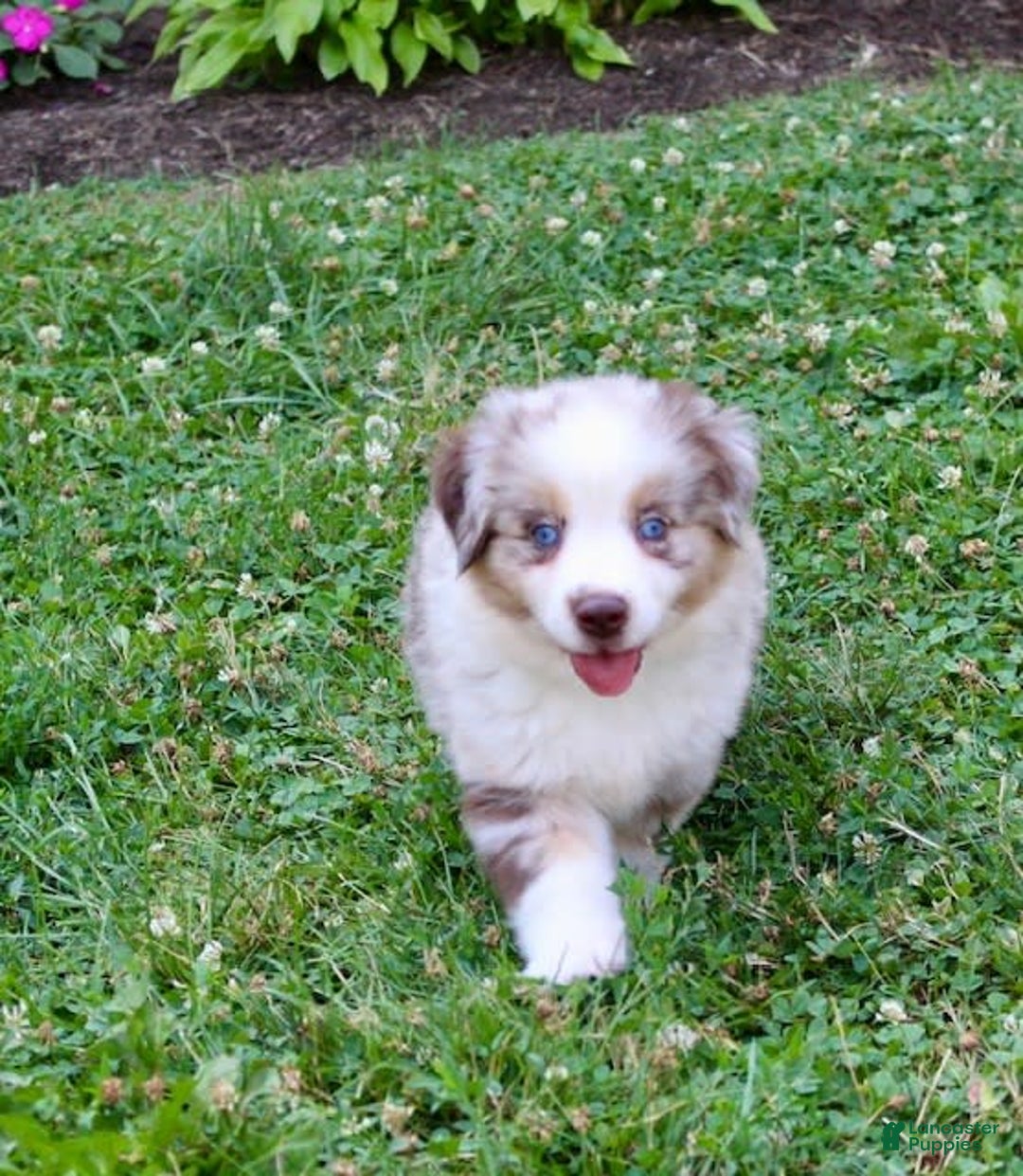 Miniature Australian Shepherd dogs for sale: Oakley - Image 7