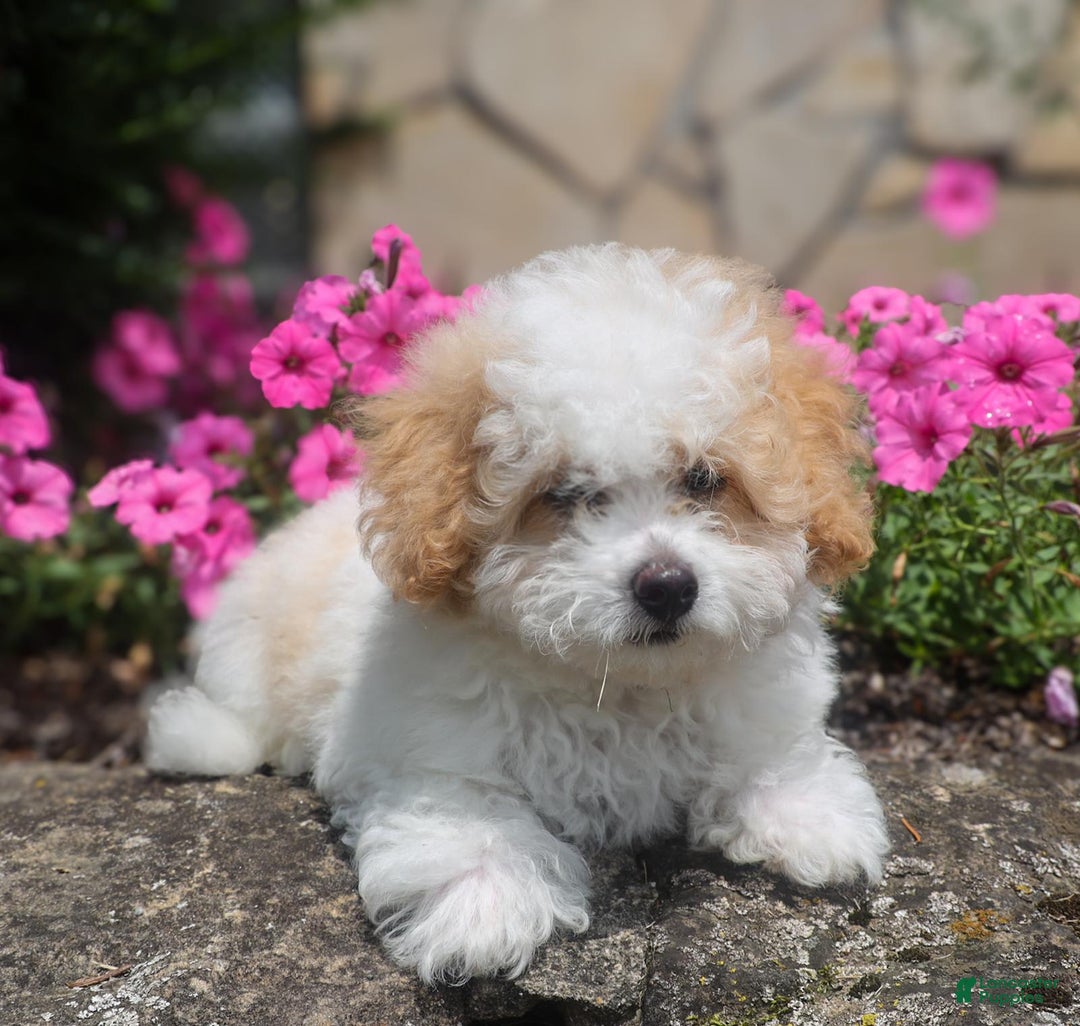 Toy Poodle dogs for sale: Bobby - Image 7