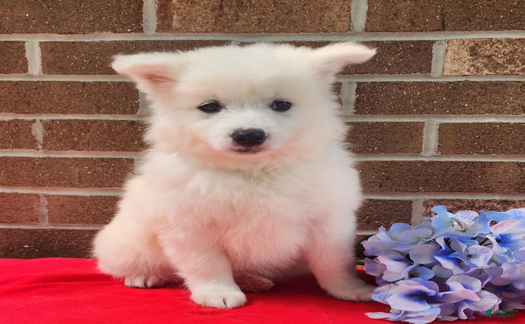 American Eskimo dogs for sale - Ad 3