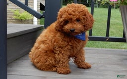 Cavapoo dogs for sale: Biscuit - Image 13