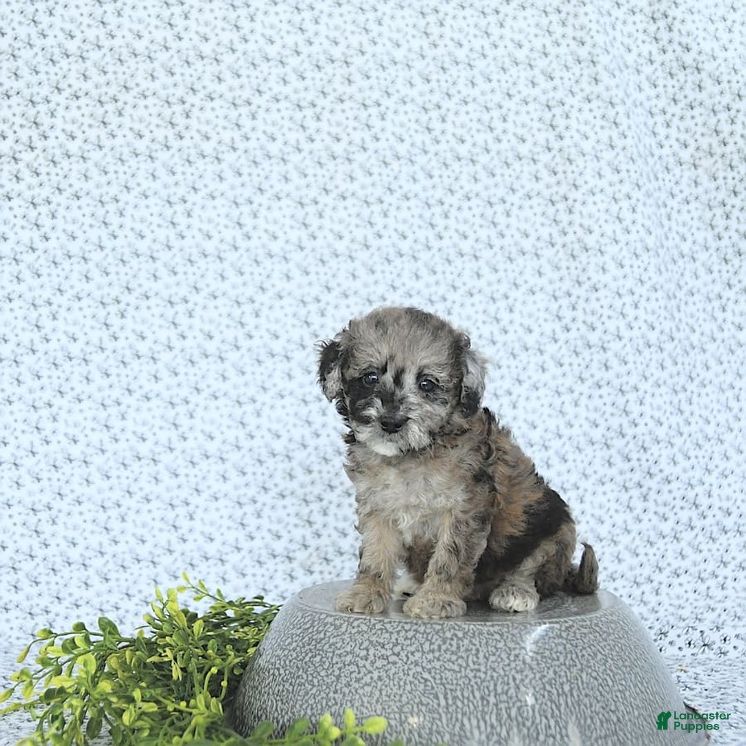 Mini Goldendoodle dogs for sale: Khloe - Image 10