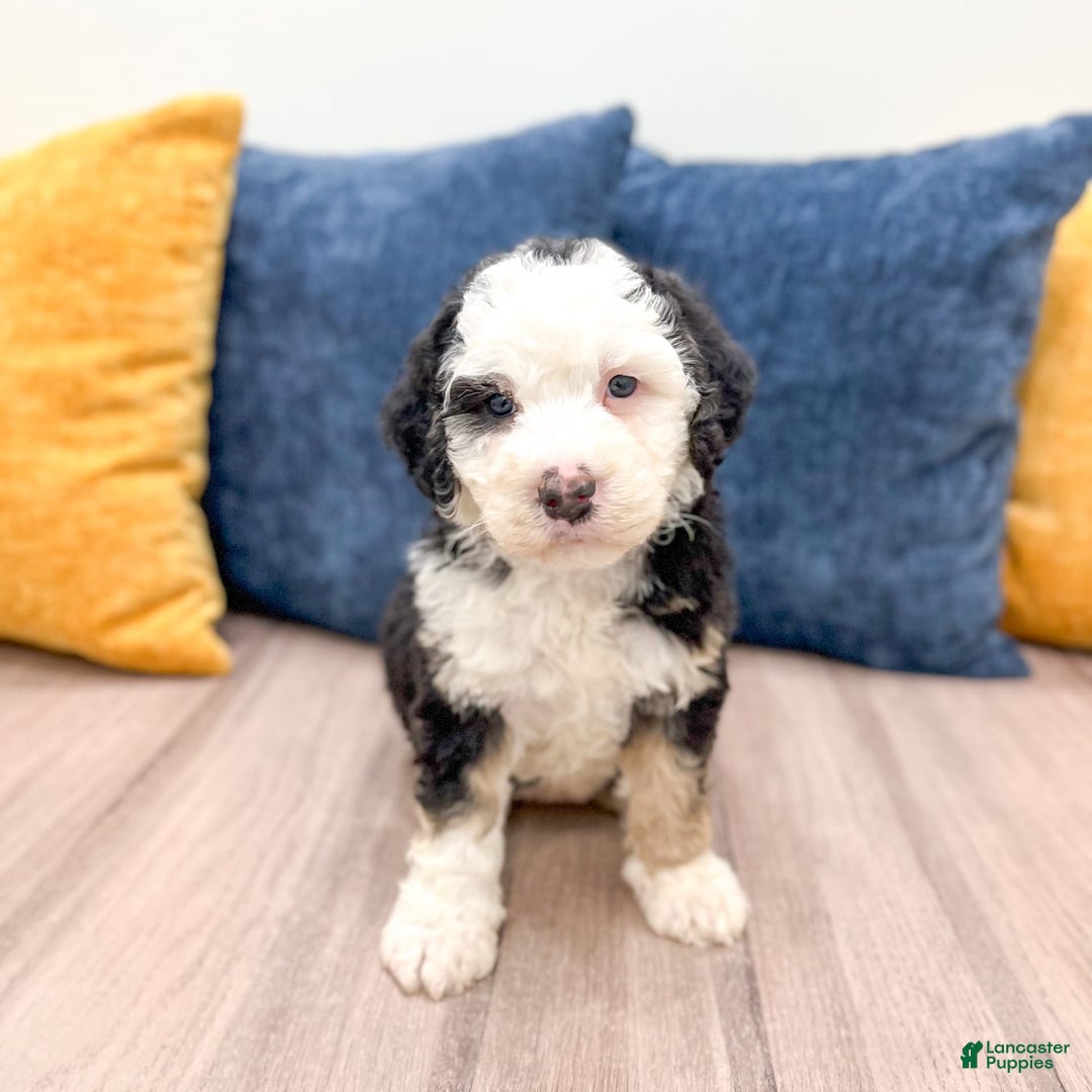 Mini Bernedoodle dogs for sale: Brooklyn - Image 26