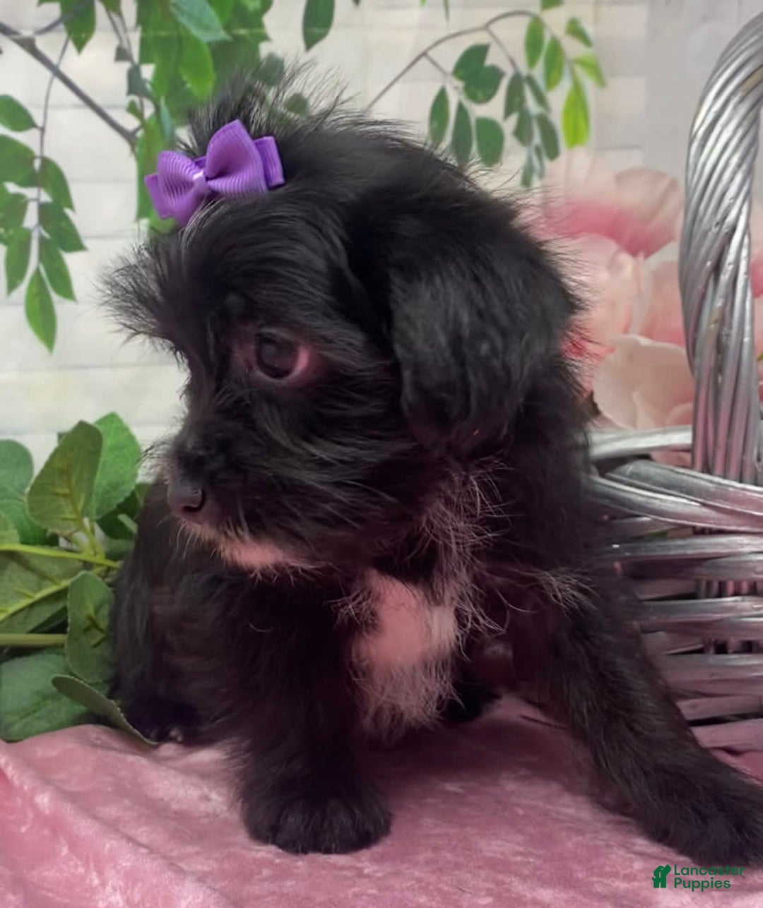 Shorkie dogs for sale: Little Prada - Image 12