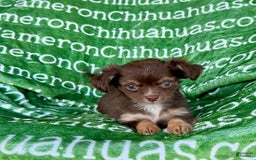 Chihuahua dogs for sale: Theodore Chocolate Lc - Image 32