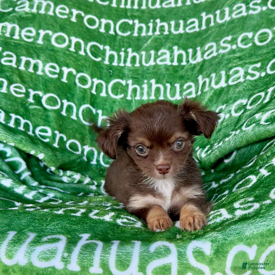 Chihuahua dogs for sale: Theodore Chocolate Lc - Image 32