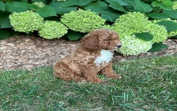 Mini Goldendoodle dogs for sale: Shadow - Image 2