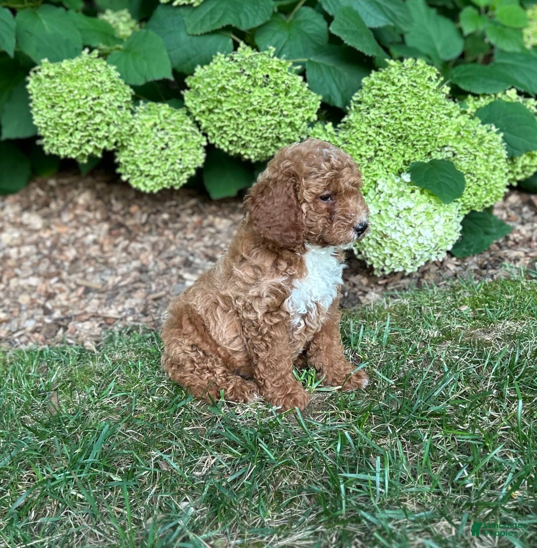 Mini Goldendoodle dogs for sale: Shadow - Image 2