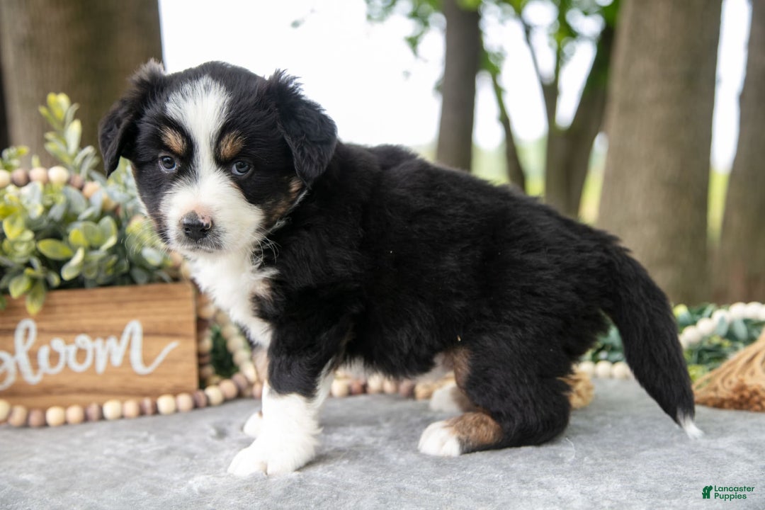 Miniature Australian Shepherd dogs for sale: Dreamer - Image 3