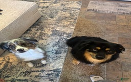 Australian Shepherd dogs for sale: Bluey - Image 2